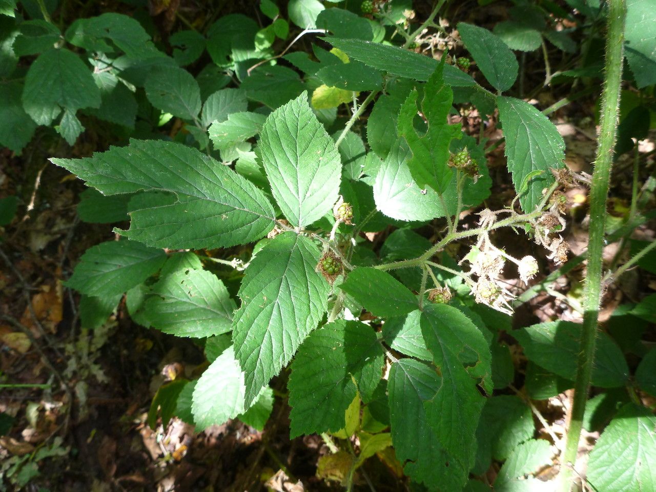 Rubus napophiloides — houseplant care guide