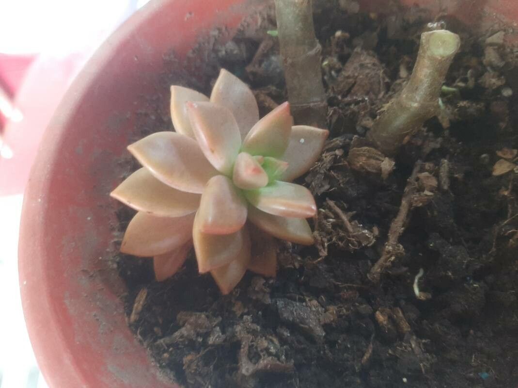 Sedum mendozae flower