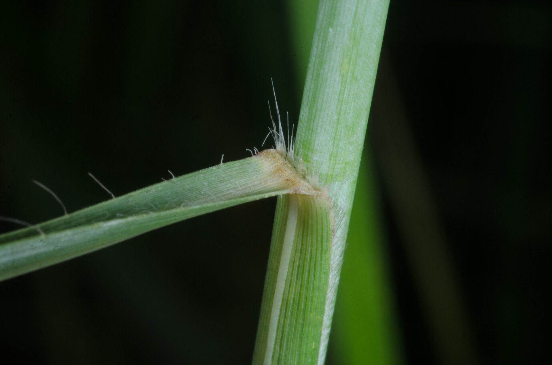 Loudetia arundinacea — related species from the same genus