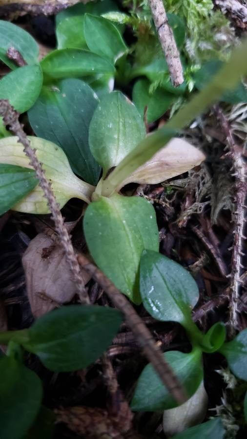 Goodyera repens leaf
