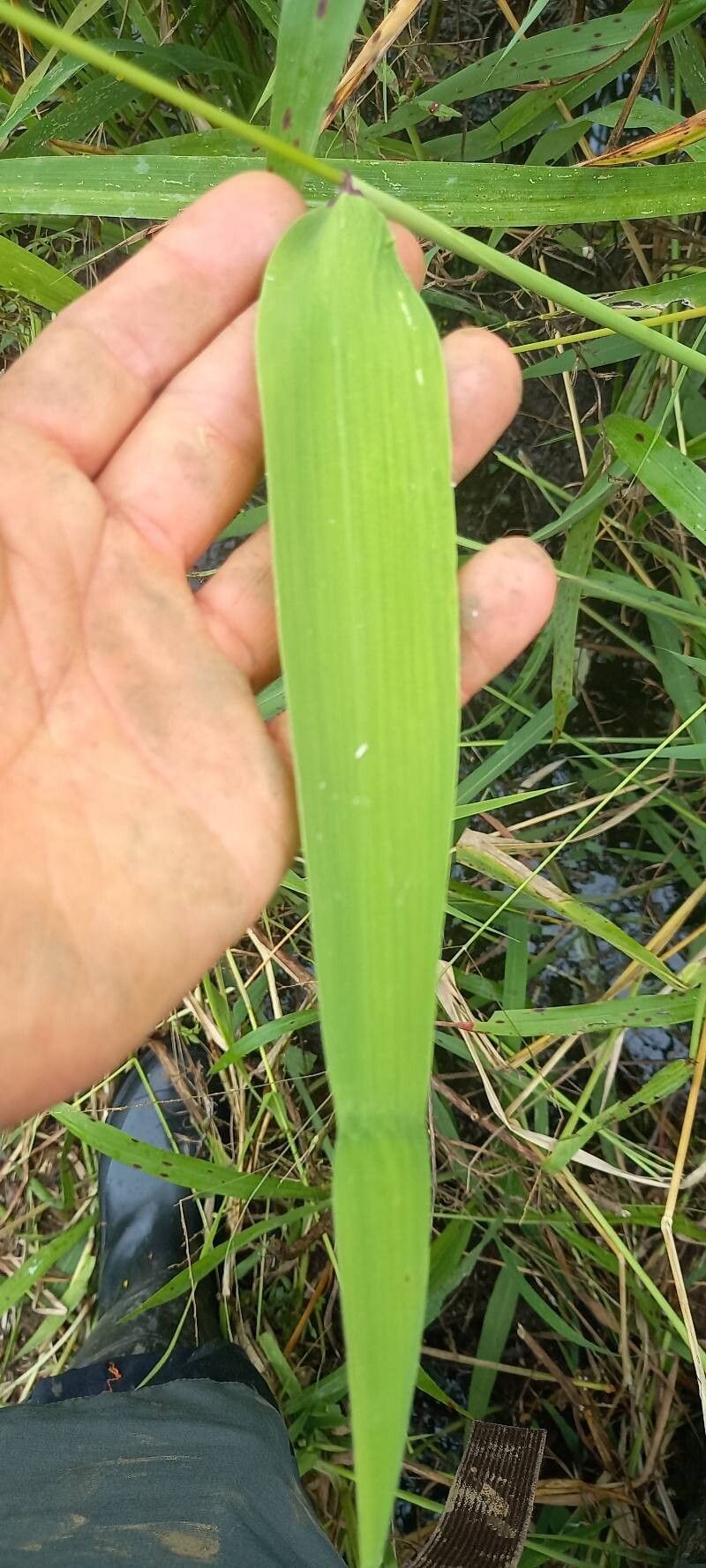 Oryza latifolia — search result for 'Laos'
