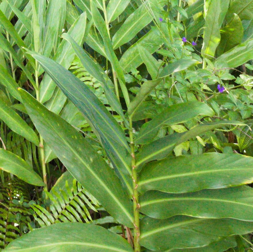 Hedychium coronarium