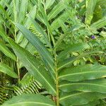 Hedychium coronarium