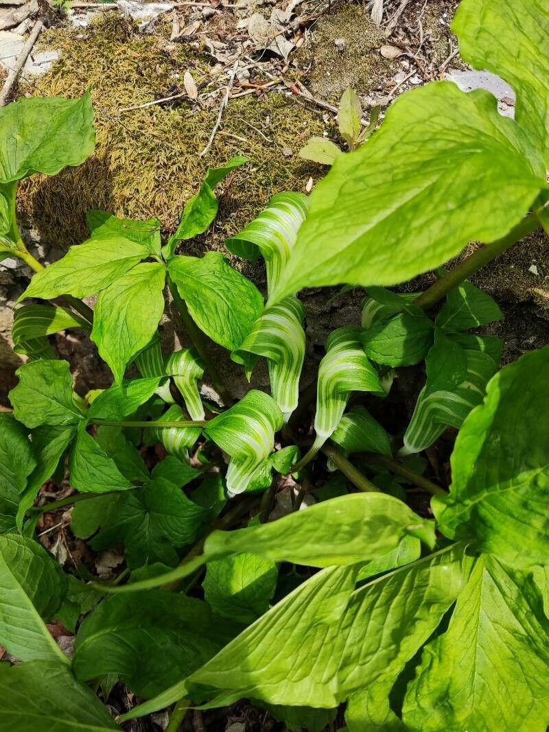 Arisaema amurense habit