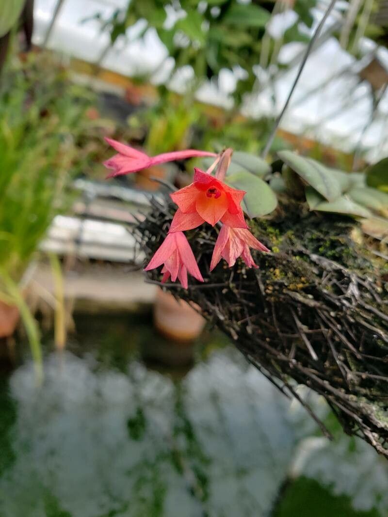 Cattleya cernua flower