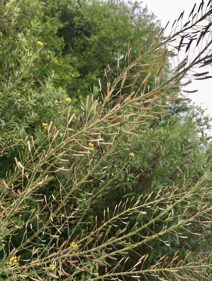 Descurainia pinnata fruit