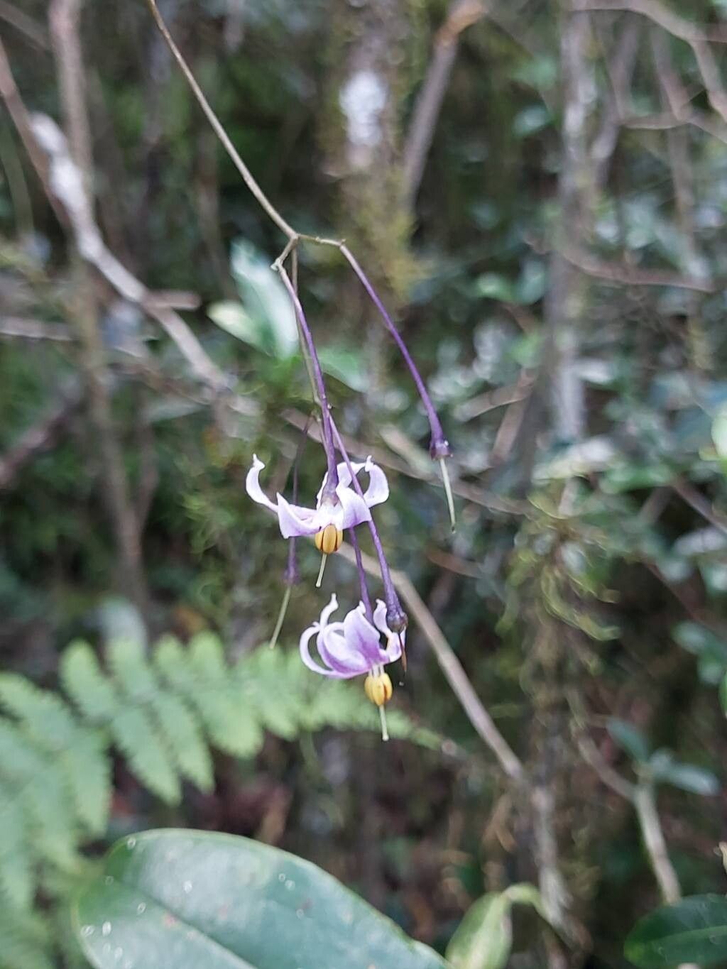Solanum madagascariense flower