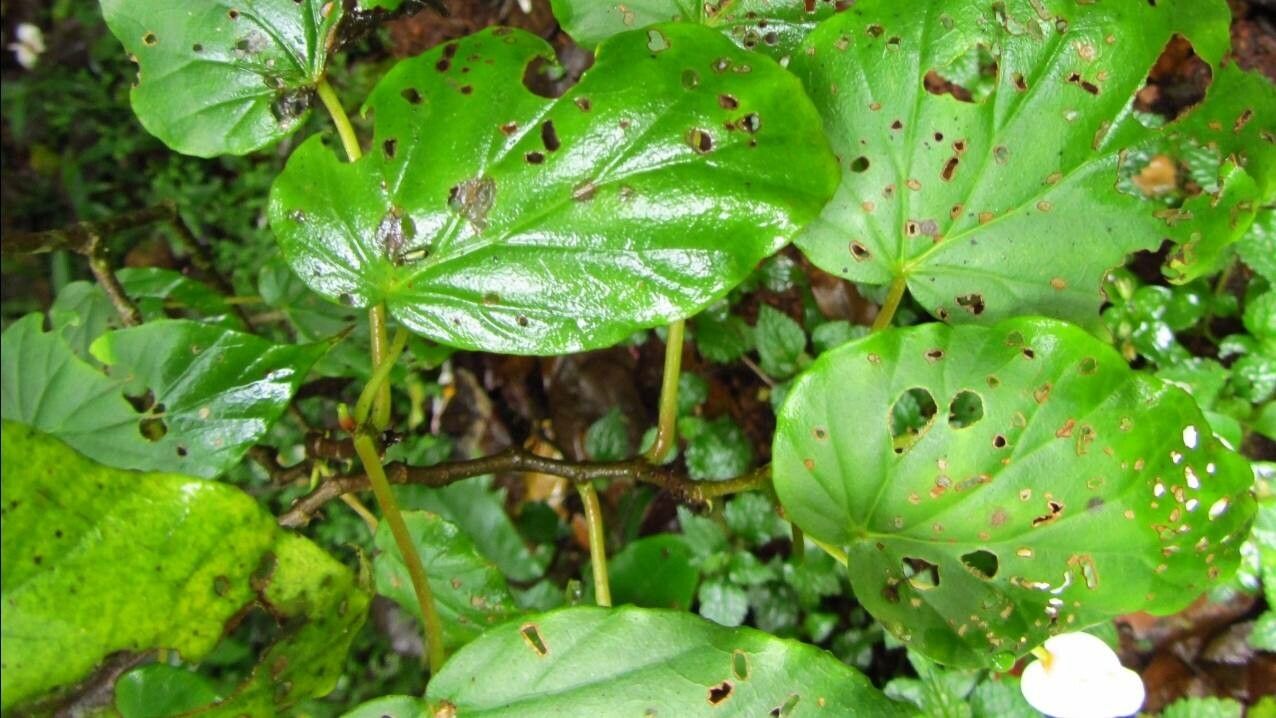 Begonia glabra — search result for 'Begoniaceae'