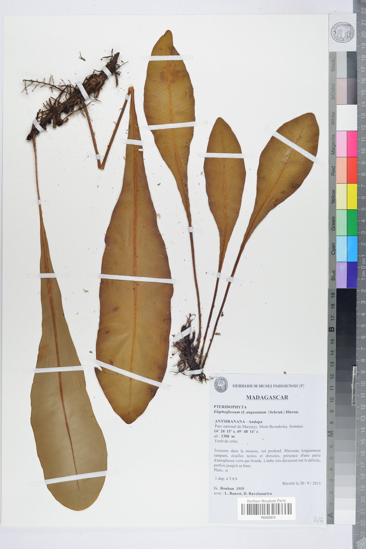 Elaphoglossum longiacuminatum — houseplant care guide