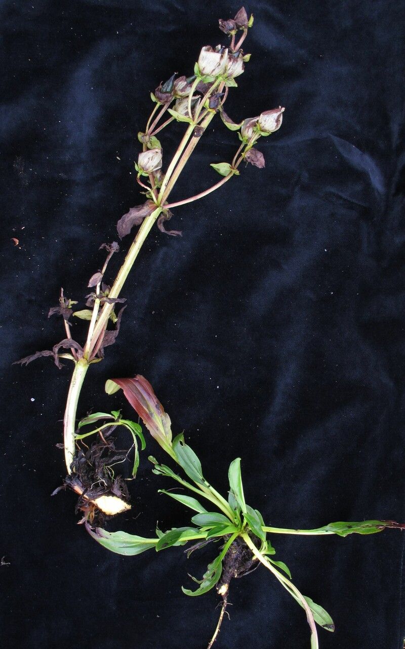 Swertia hookeri habit