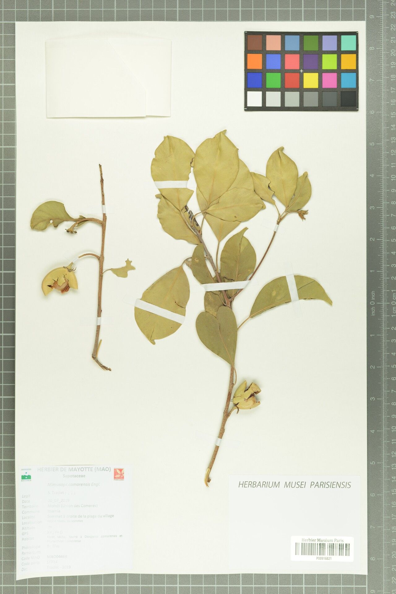 Mimusops comorensis — houseplant care guide