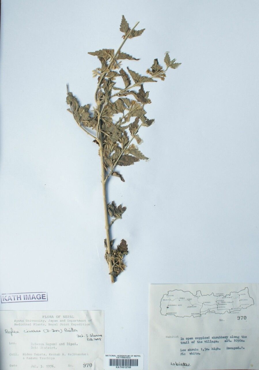 Roylea cinerea other