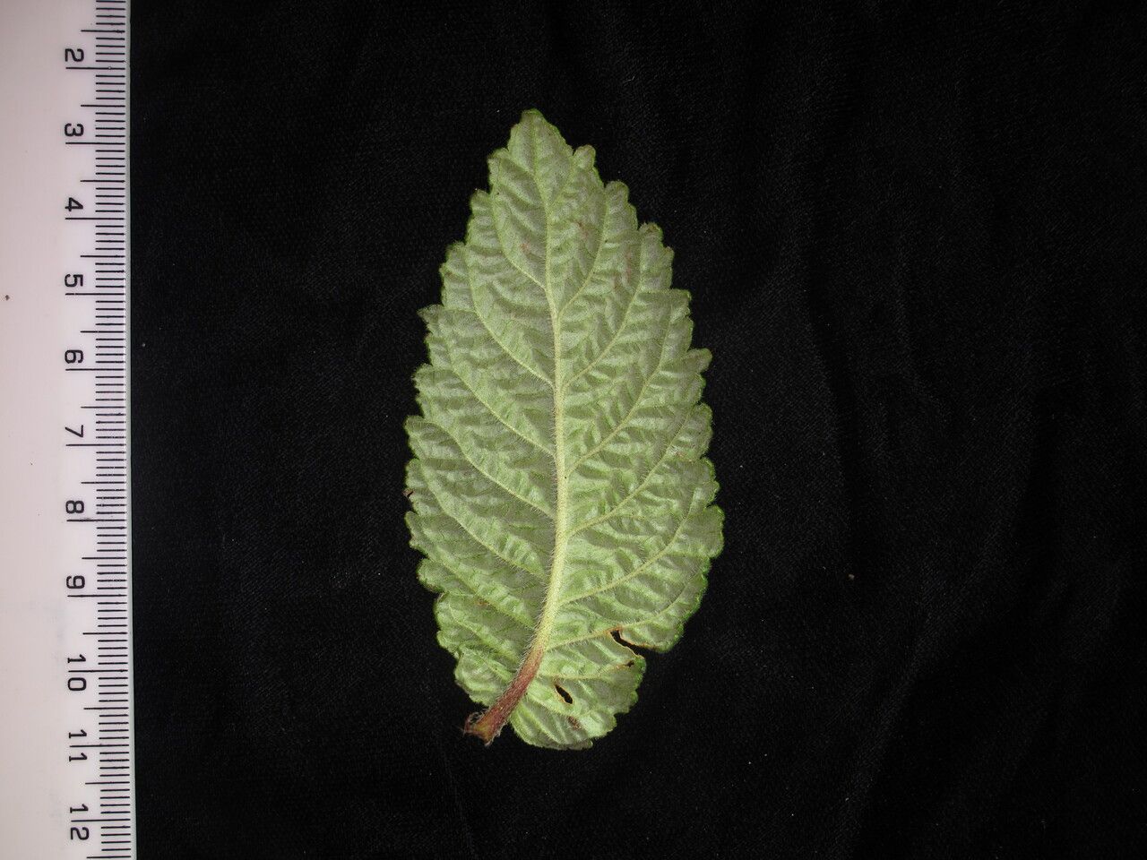 Didymocarpus primulifolius — houseplant care guide