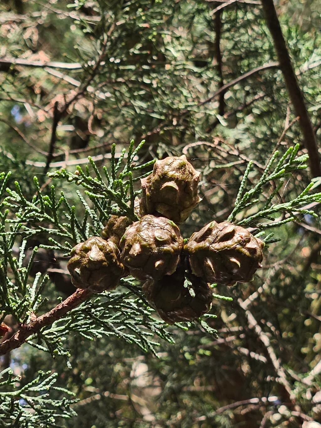 Hesperocyparis lusitanica fruit
