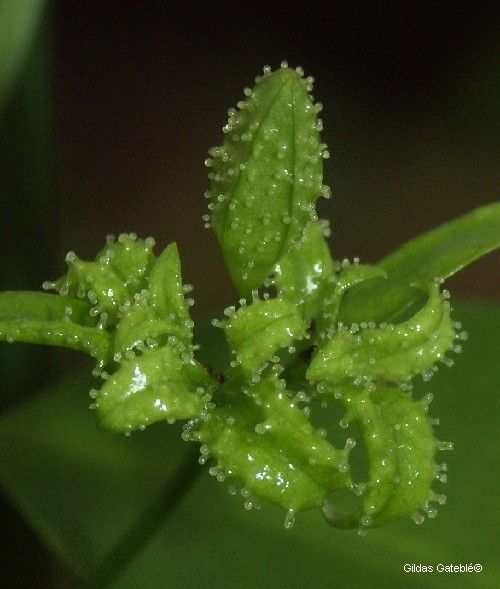 Oxera glandulosa fruit