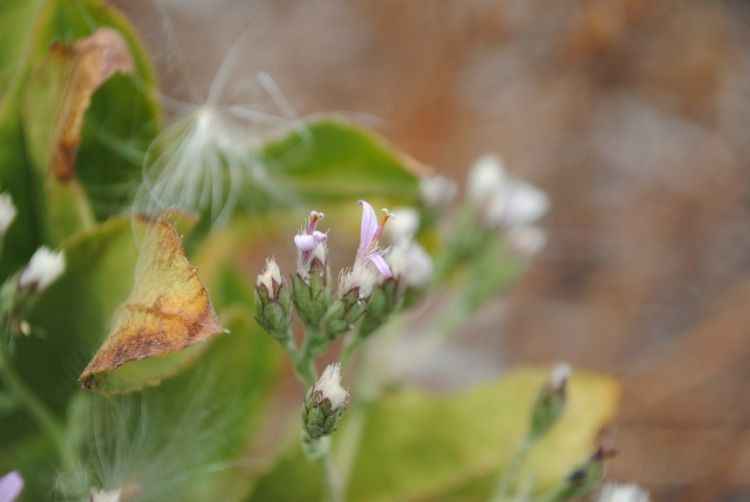 Acourtia microcephala habit