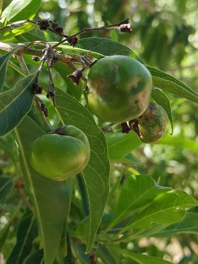 Clerodendrum heterophyllum fruit