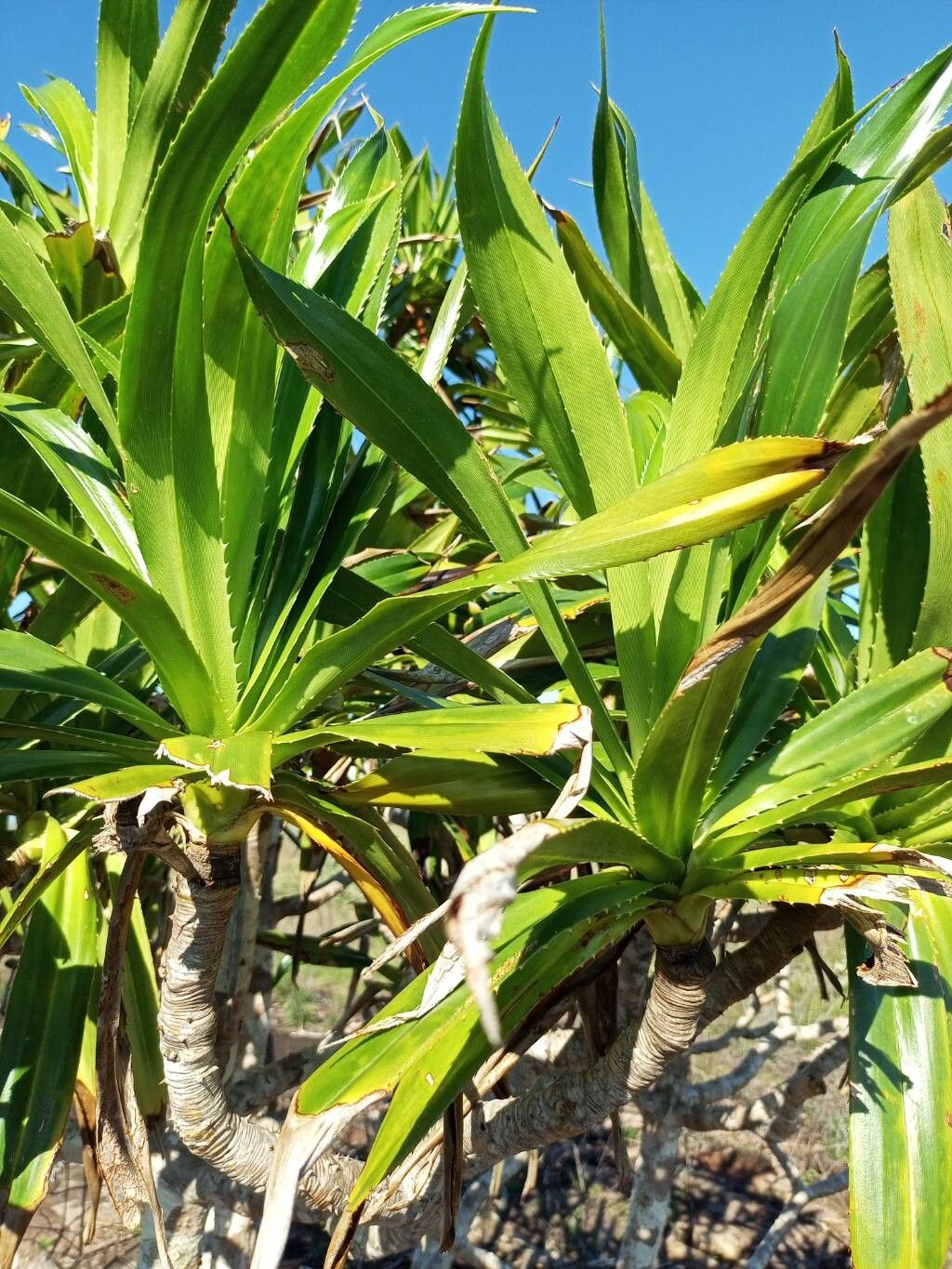 Pandanus pervilleanus other