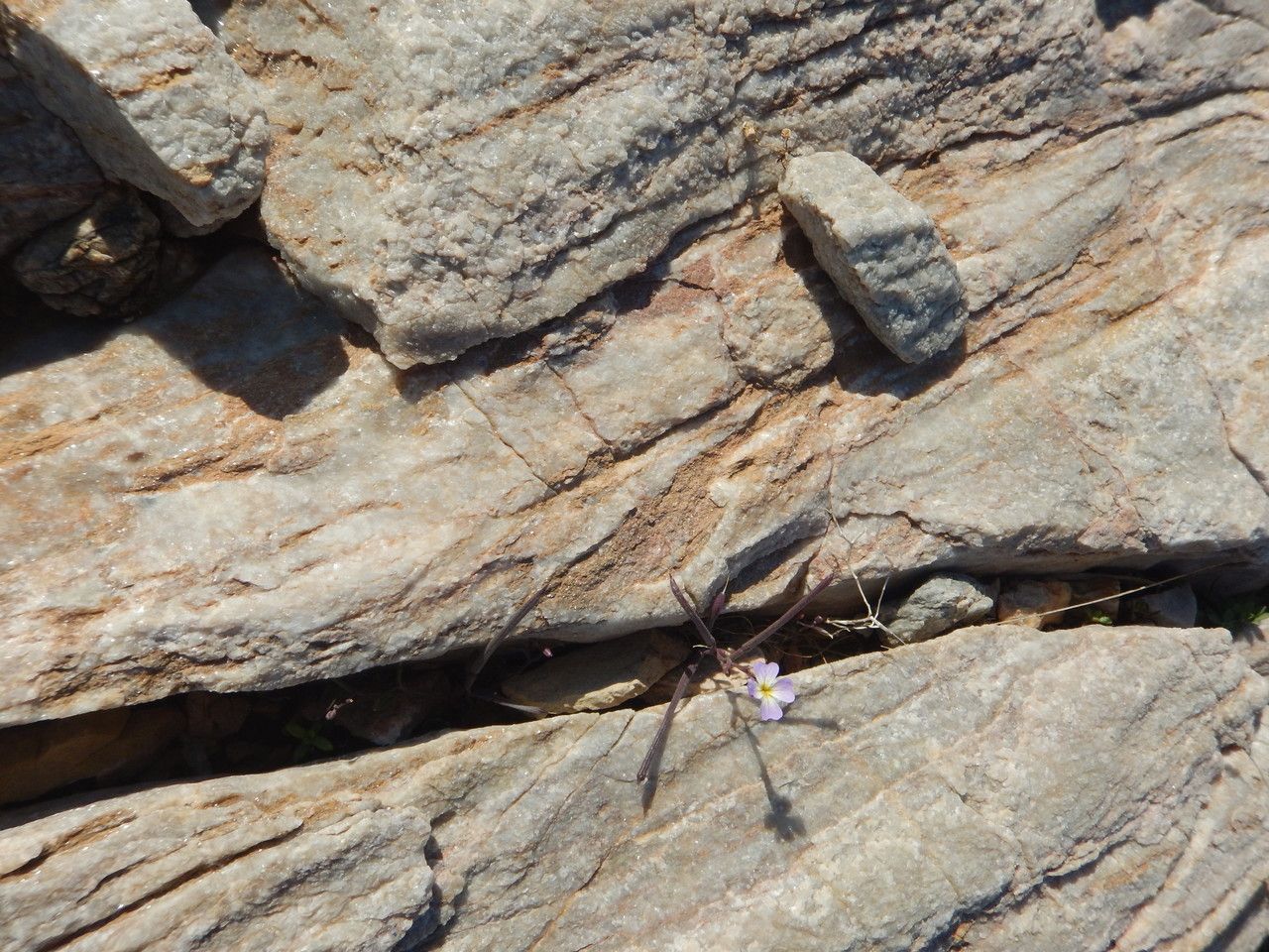Spergularia nicaeensis flower