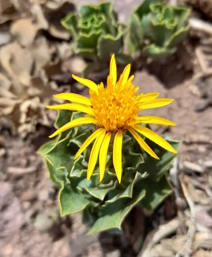 Haplopappus anthylloides habit