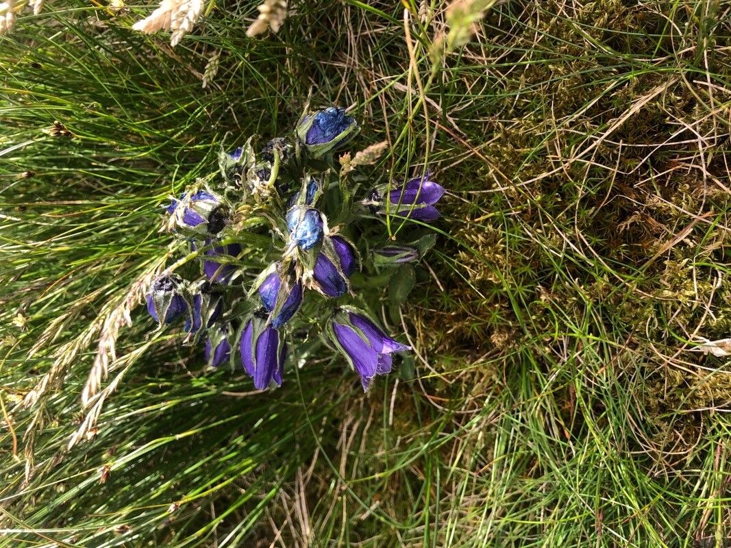 Campanula alpina habit