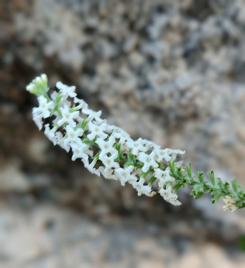Buddleja asiatica flower