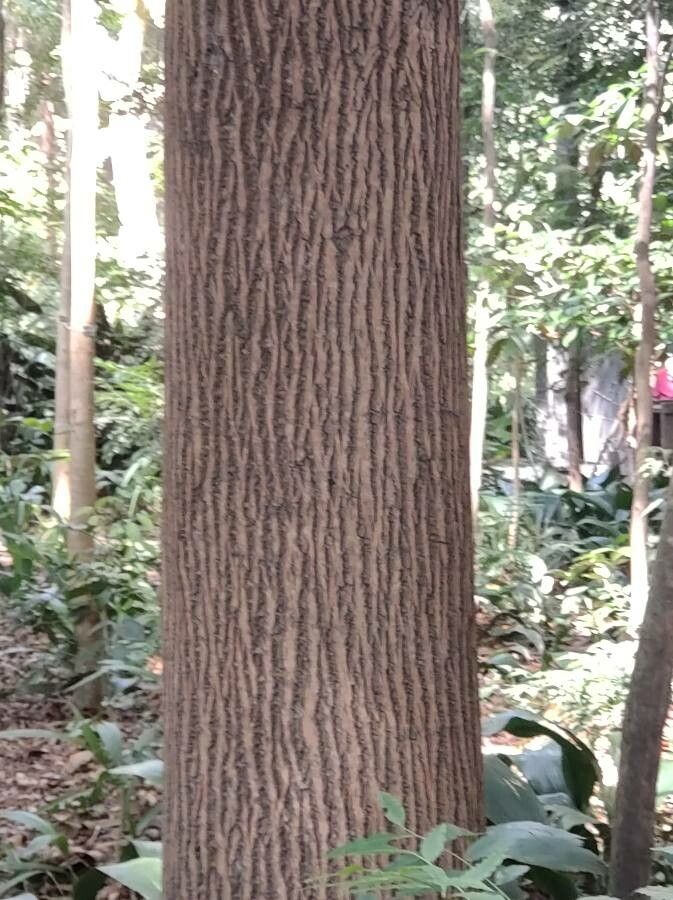 Lecythis pisonis bark