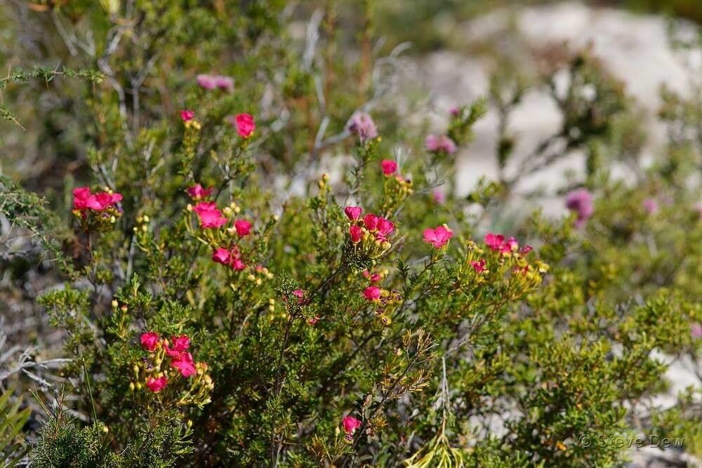 Pileanthus filifolius — houseplant care guide