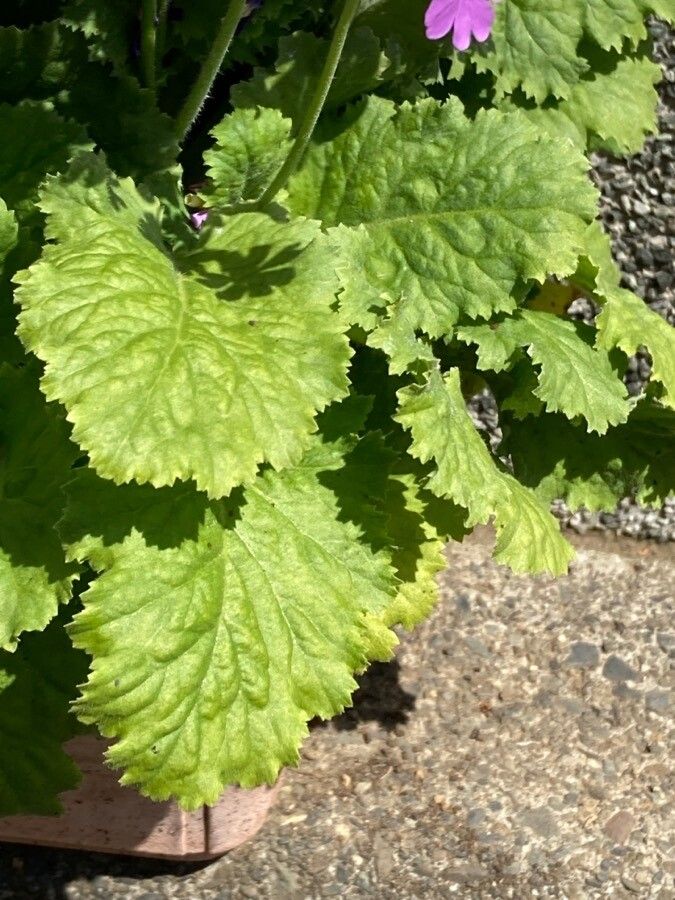 Primula malacoides leaf