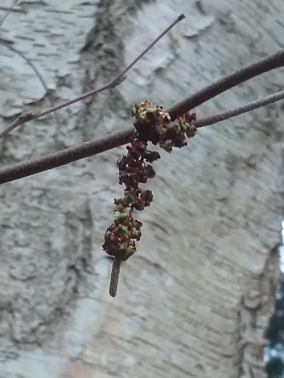 Betula neoalaskana — search result for 'Betula'