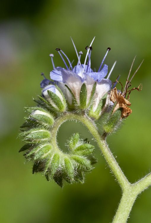 Phacelia rupestris flower