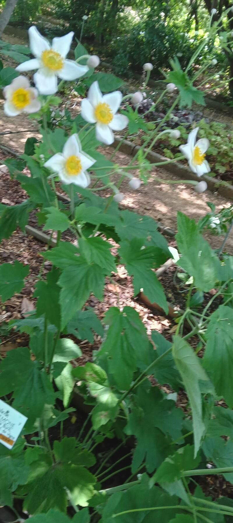 Anemone vitifolia habit