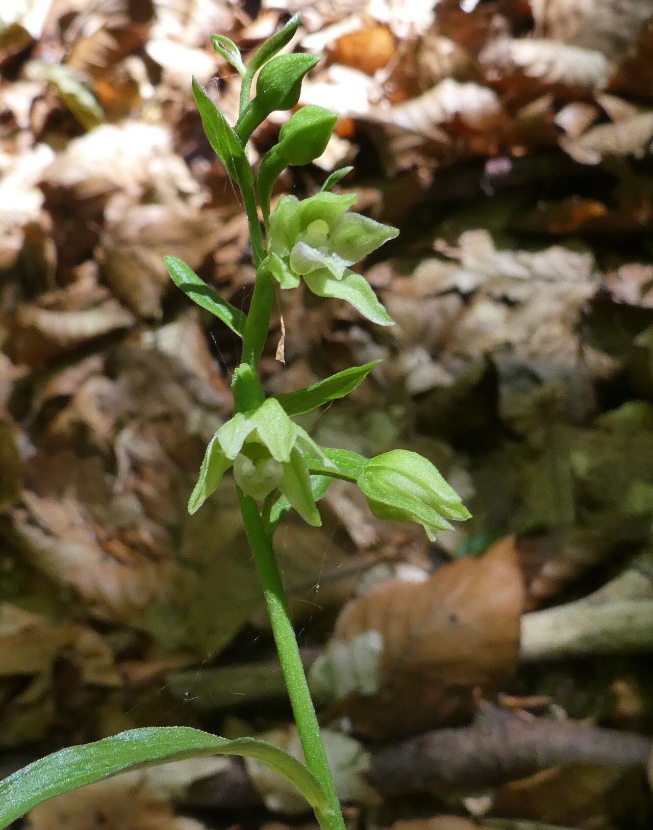 Epipactis exilis flower