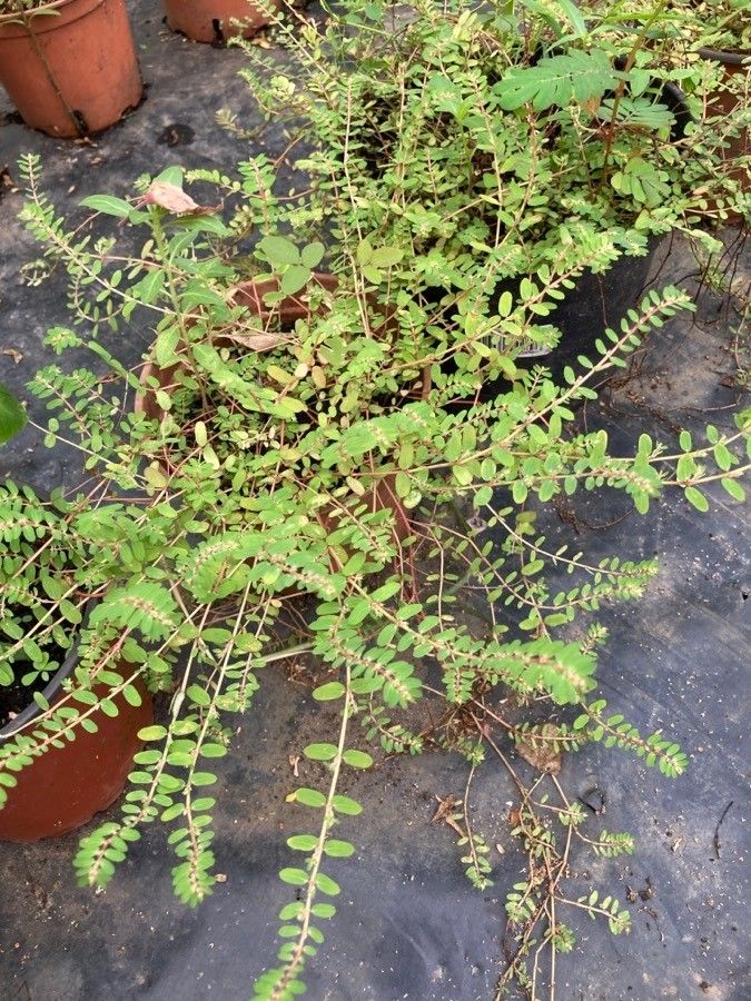 Euphorbia thymifolia — search result for 'Euphorbia'