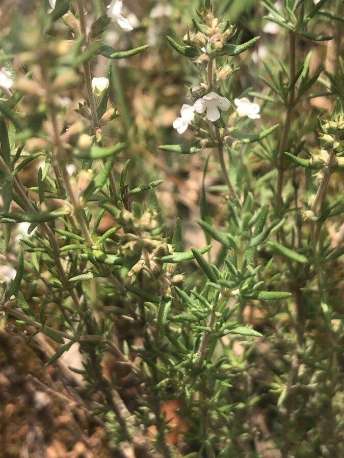Thymus zygis leaf