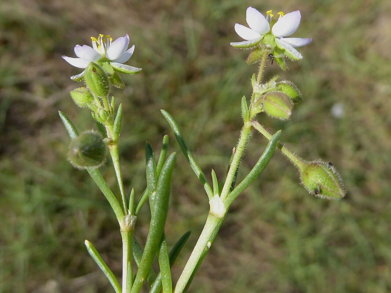 Spergula media fruit