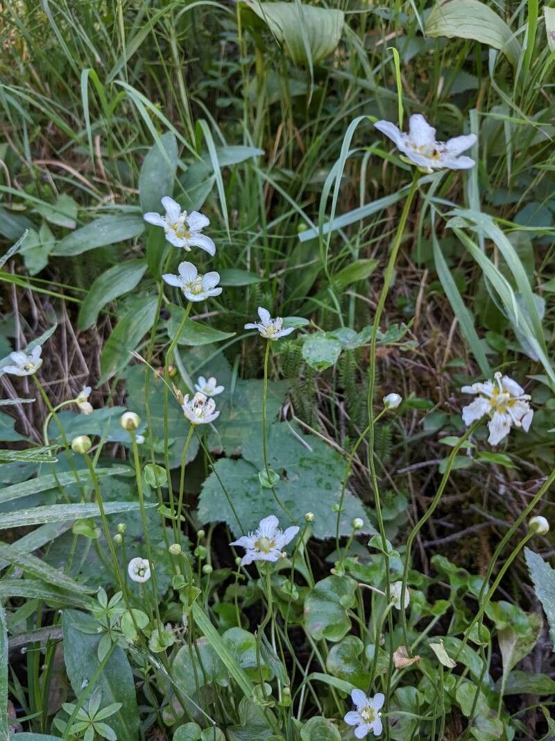 Parnassia fimbriata flower