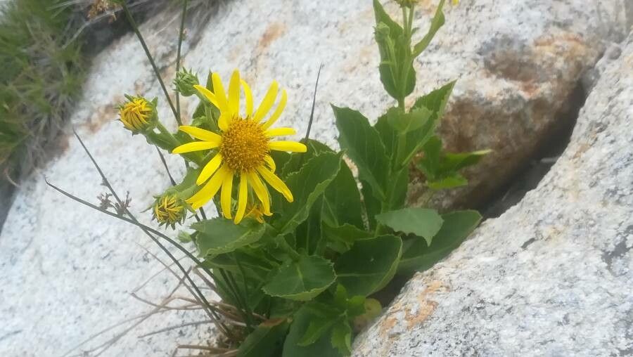 Doronicum corsicum flower
