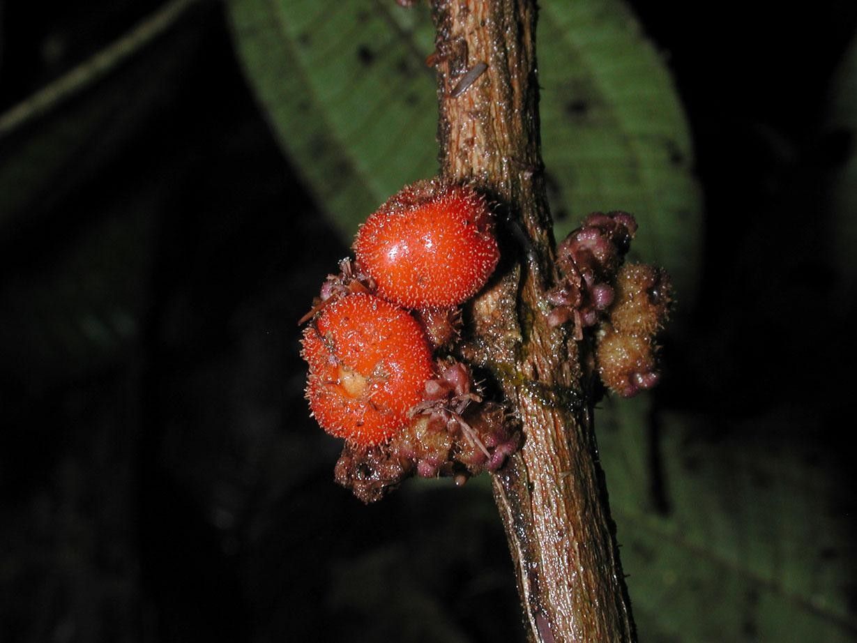 Miconia approximata fruit