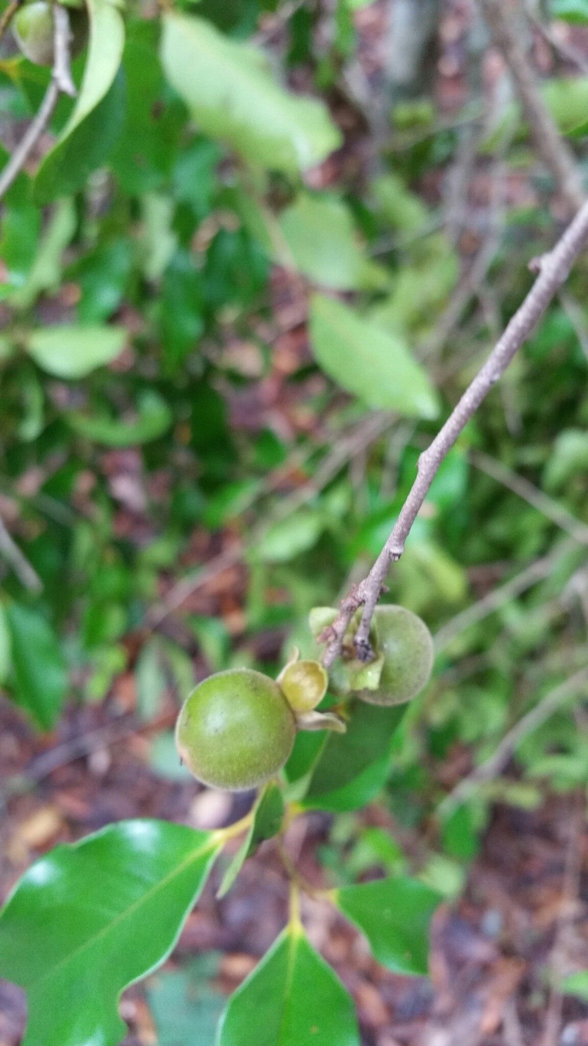 Diospyros pervillei fruit