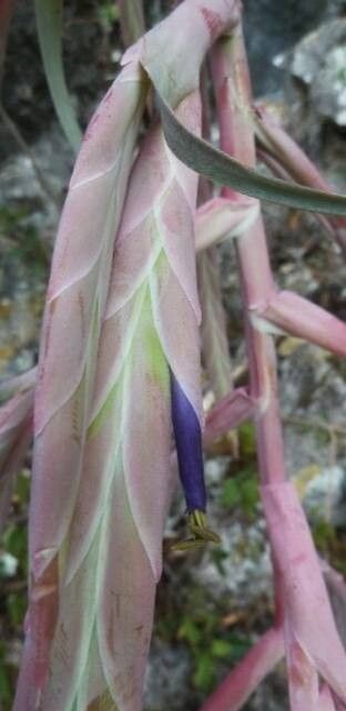 Tillandsia zaragozaensis — houseplant care guide