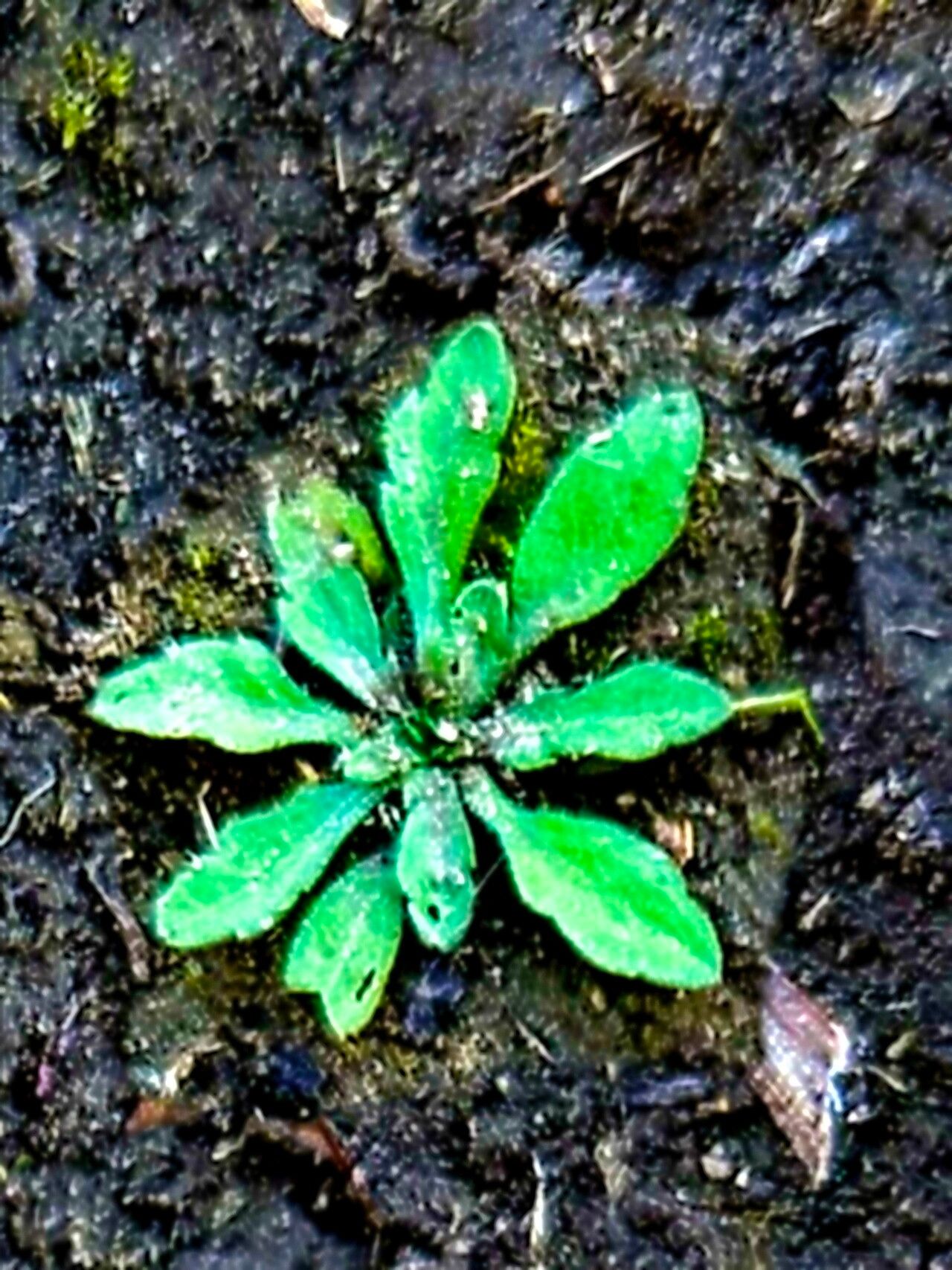 Camissoniopsis micrantha — related species from the same genus