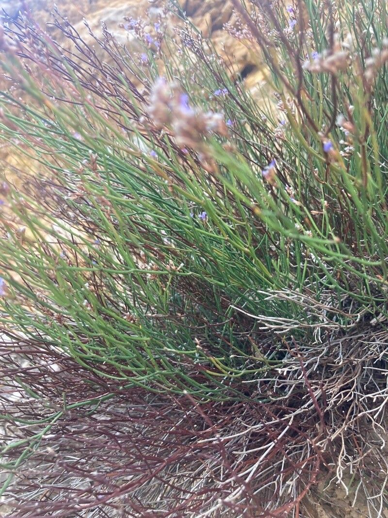 Limonium flagellare — houseplant care guide