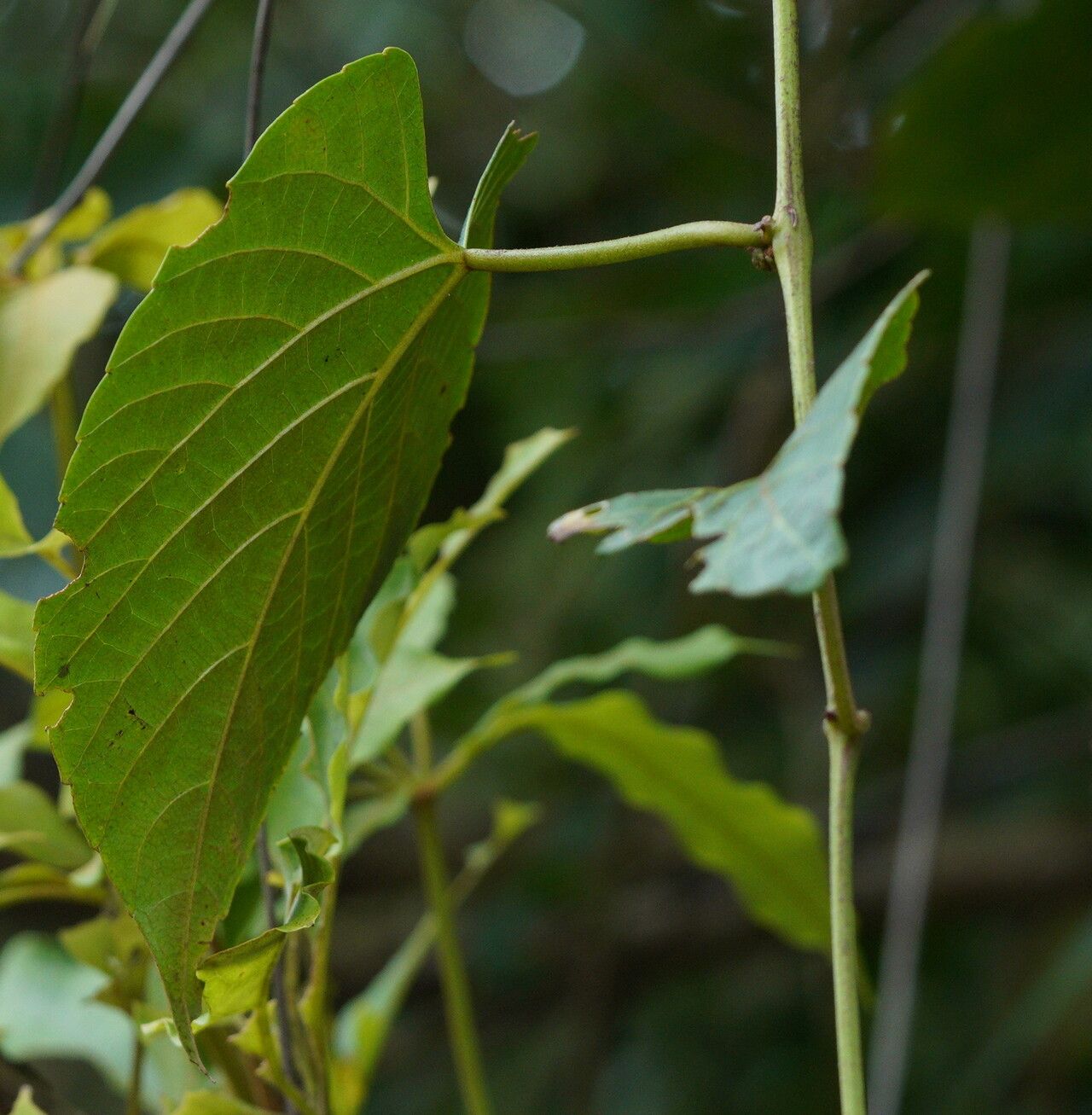 Cissus adnata — related species from the same genus