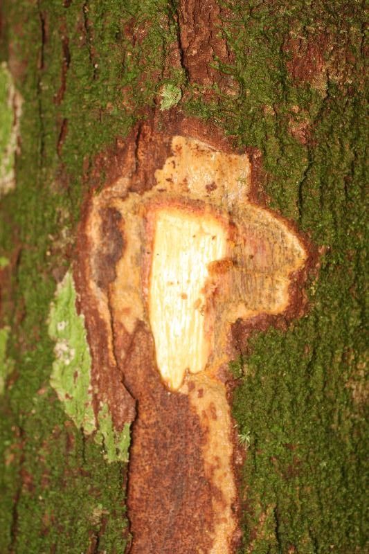 Chrysophyllum durifructum other