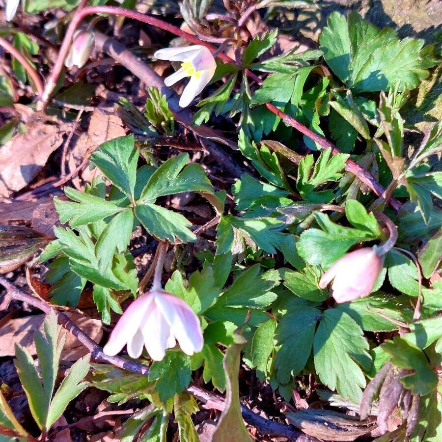 Anemone nemorosa