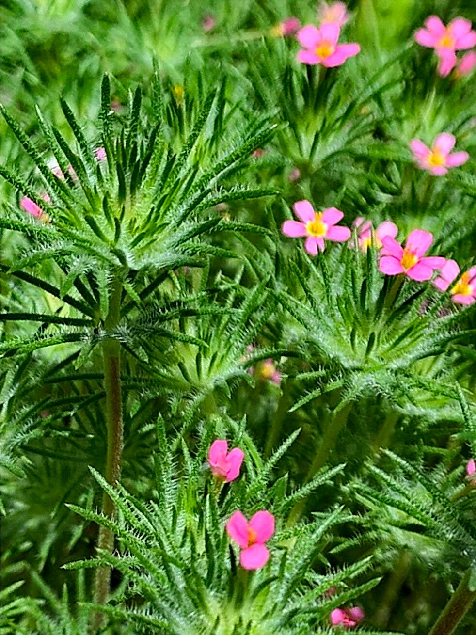 Leptosiphon ciliatus — search result for 'Leptosiphon'