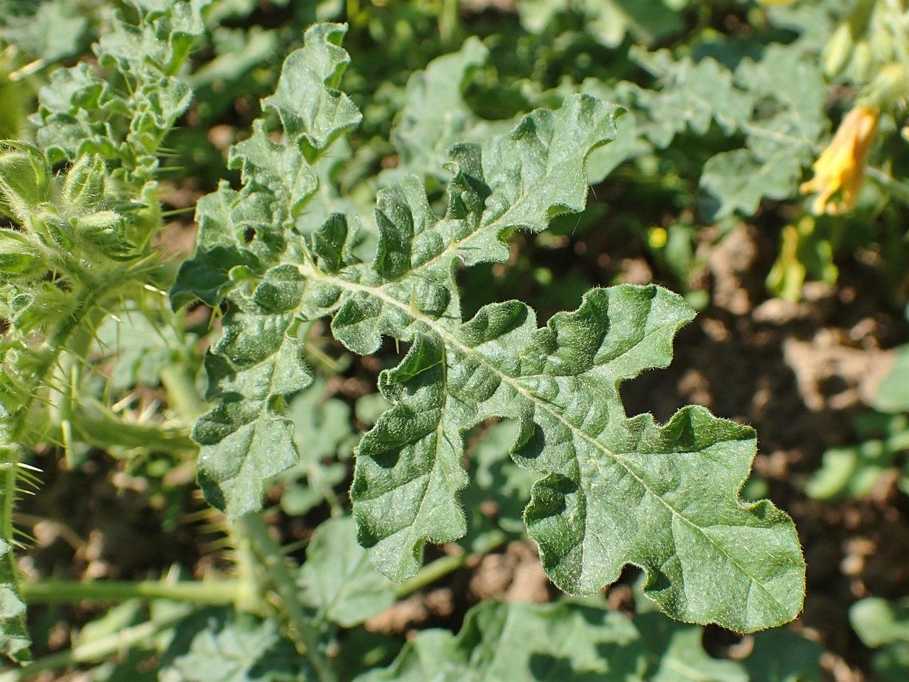 Solanum rostratum — search result for 'Solanum'