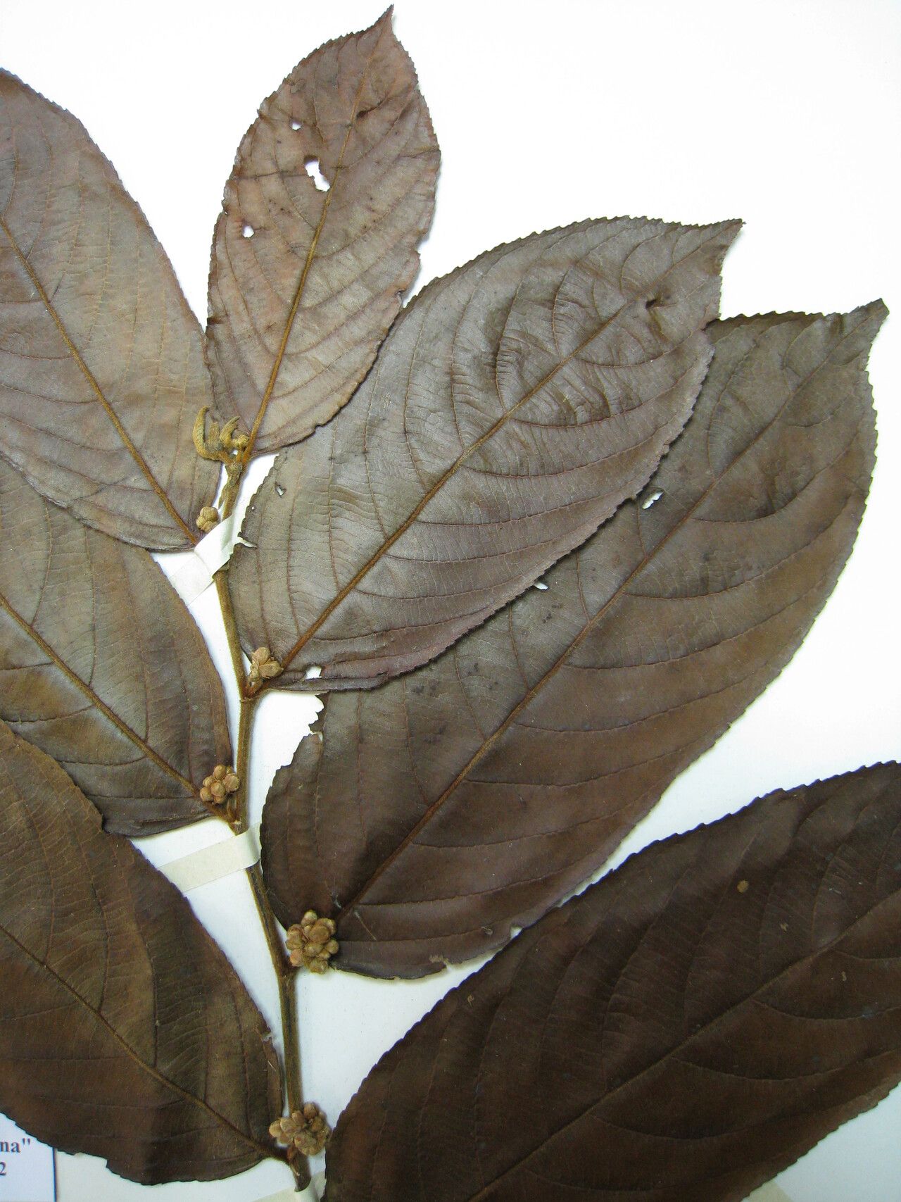 Casearia rusbyana — houseplant care guide