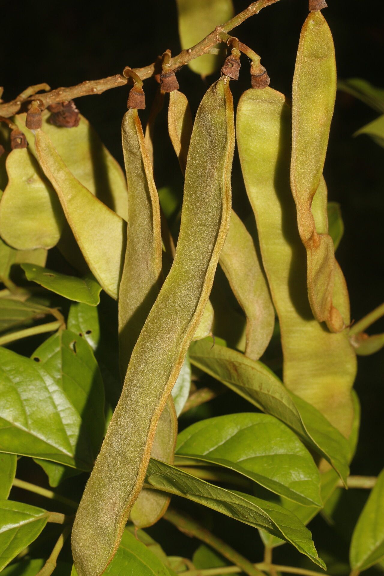Lonchocarpus brenesii — related species from the same genus
